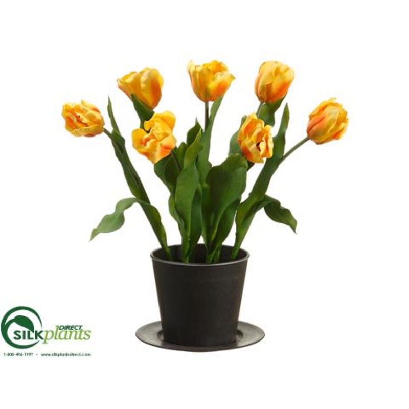 Tulip – Yellow – Pack of 2