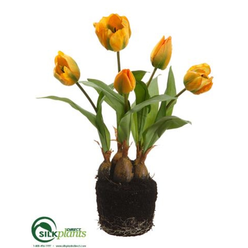 Tulip – Yellow – Pack of 6