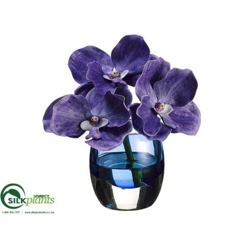 Vanda Orchid – Orchid – Pack of 4
