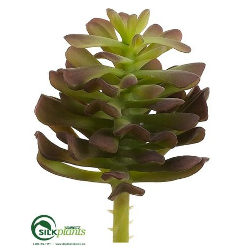 Aeonium Pick – Burgundy Green – Pack of 24