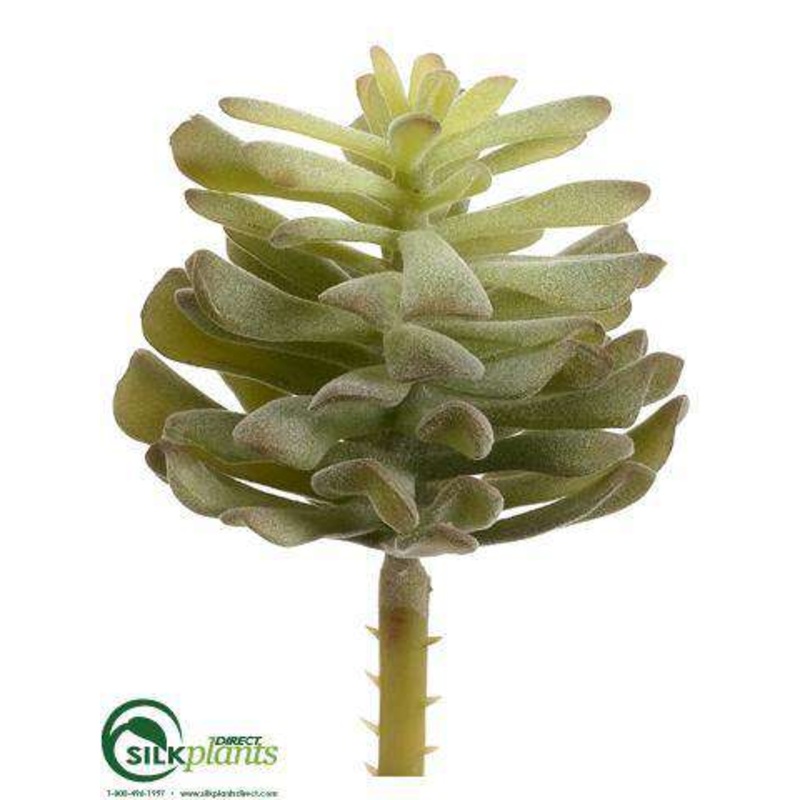Aeonium Pick – Green Frosted – Pack of 24