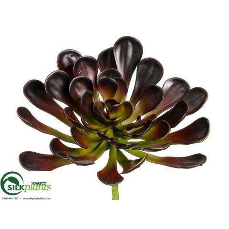 Aeonium Plant – Burgundy Green – Pack of 6