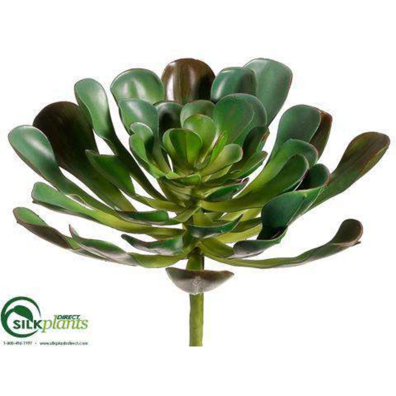 Aeonium Plant – Green – Pack of 6