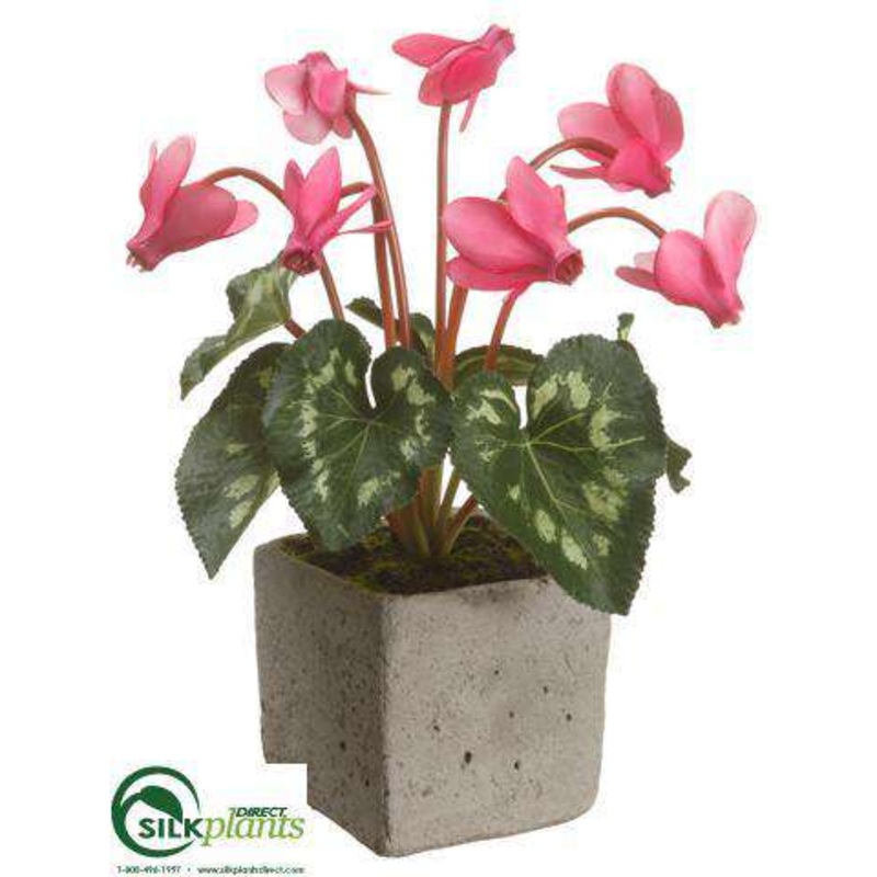 Cyclamen – Beauty – Pack of 6