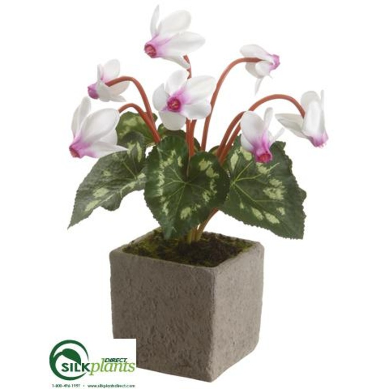 Cyclamen – Cream Purple – Pack of 6