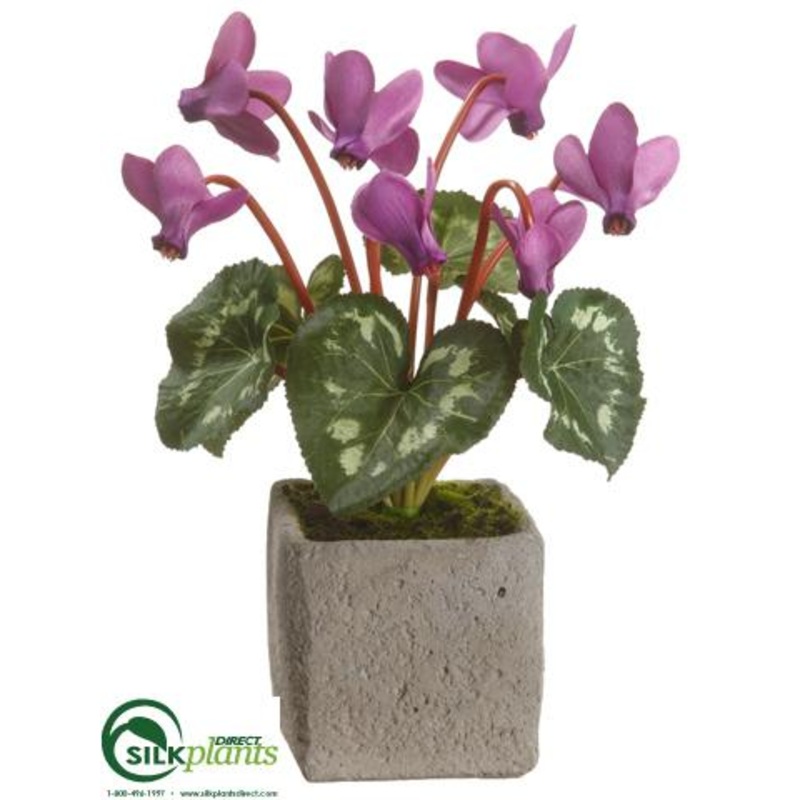 Cyclamen – Orchid – Pack of 6