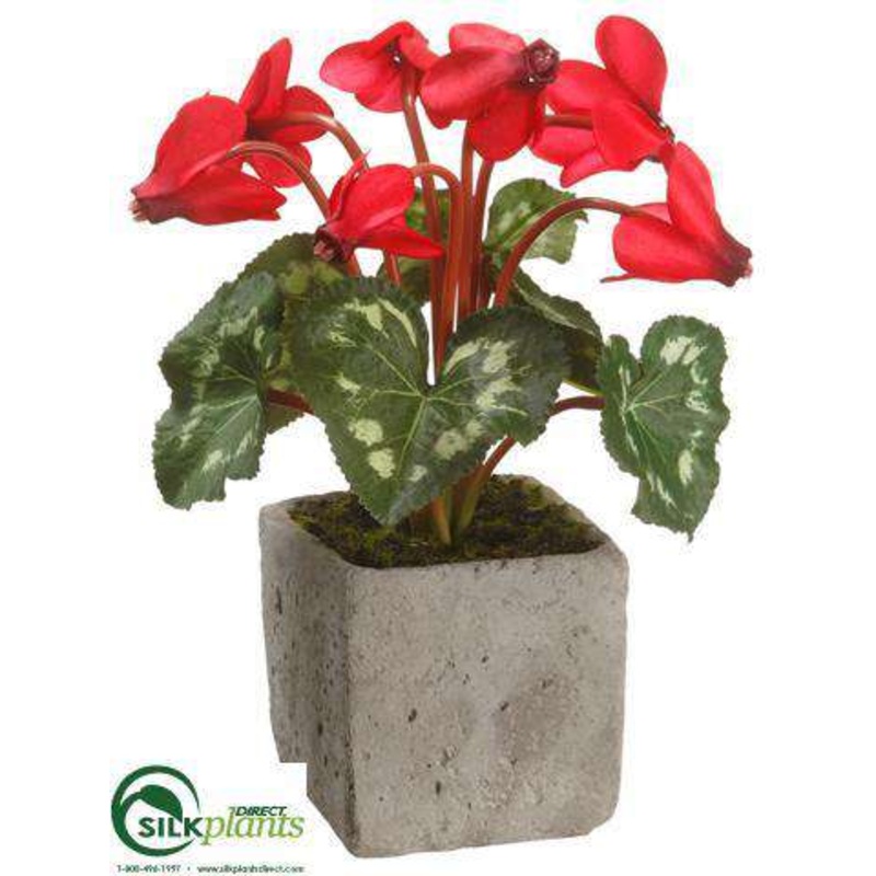 Cyclamen – Red – Pack of 6