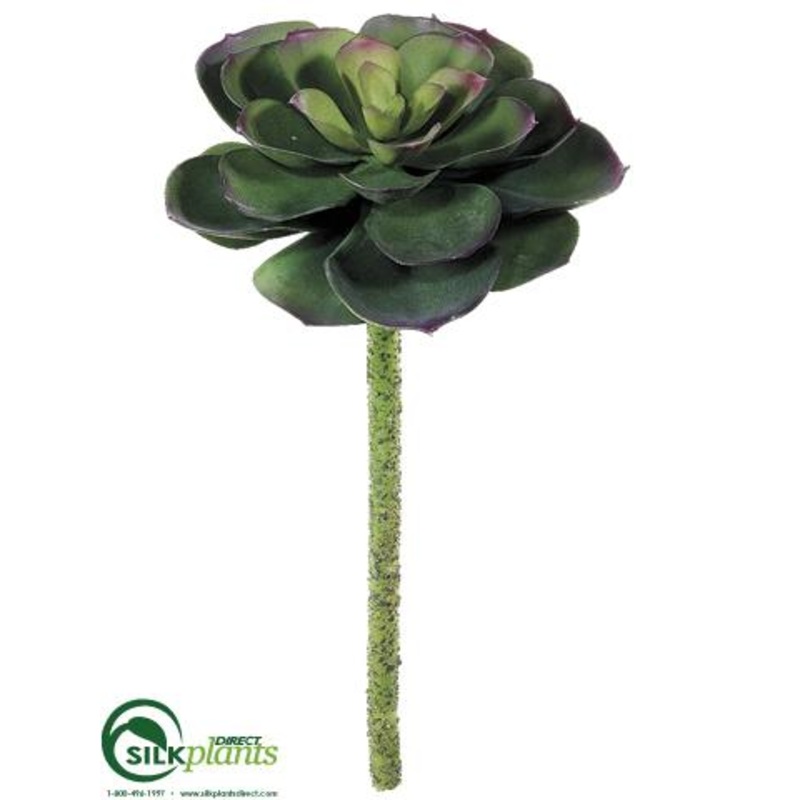 Echeveria Pick – Green Dark – Pack of 24