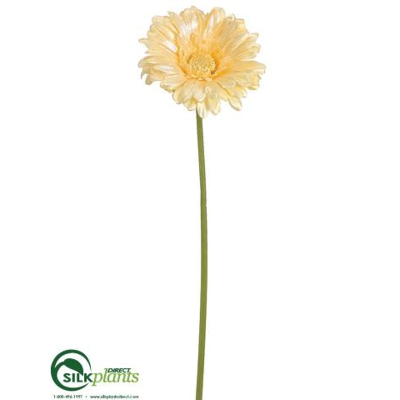Gerbera Daisy Spray – Yellow Pearl – Pack of 12