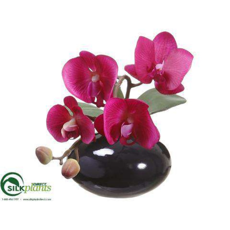 Phalaenopsis Orchid – Violet Two Tone – Pack of 6