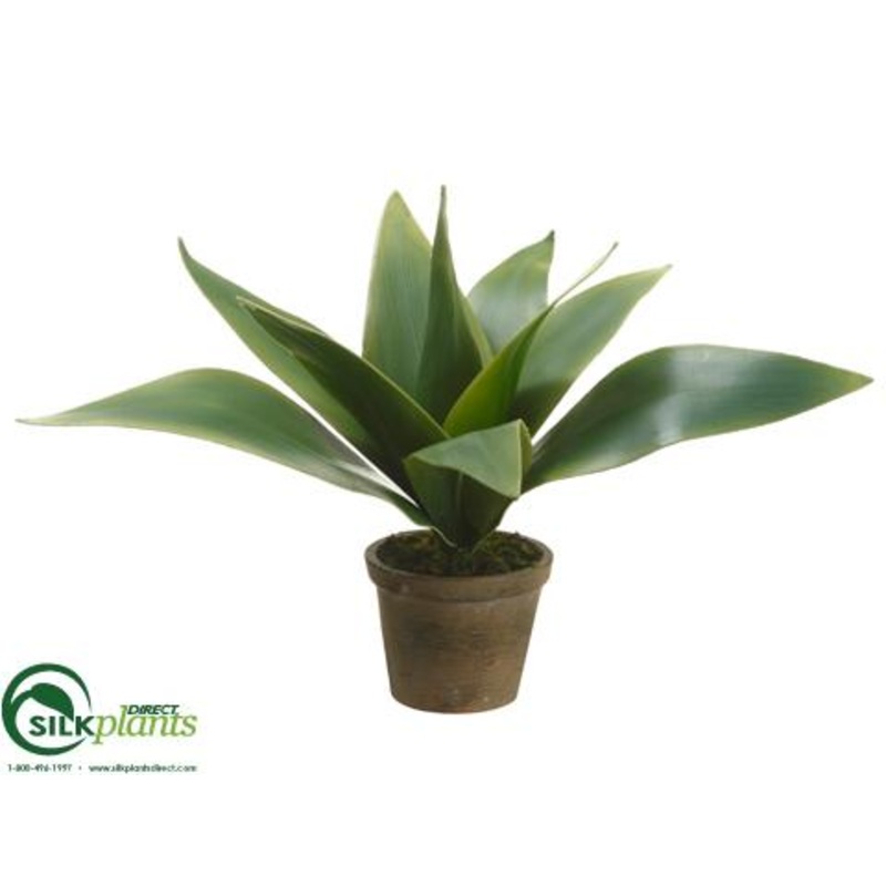 Agave Plant – Green – Pack of 6