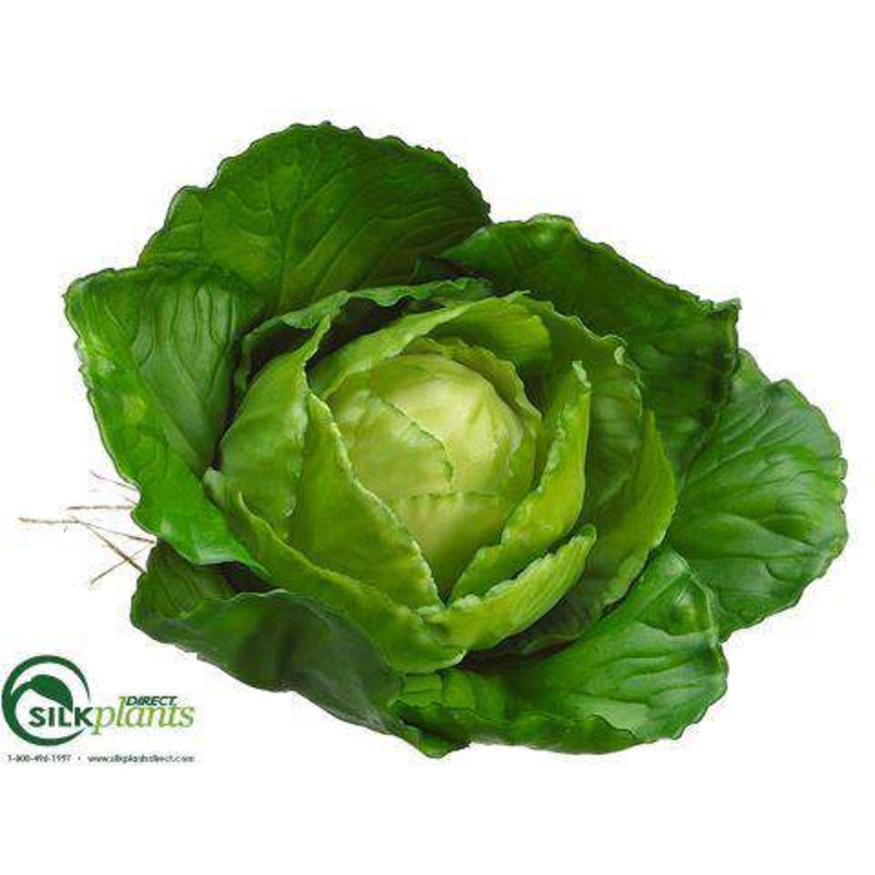 Cabbage – Green – Pack of 12