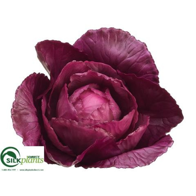 Cabbage – Purple – Pack of 12