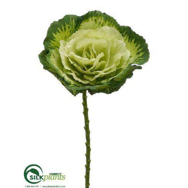 Cabbage Spray – Green Green – Pack of 12