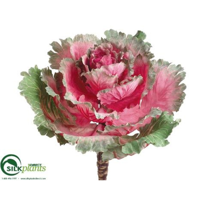 Ornamental Cabbage – Cerise Green – Pack of 12