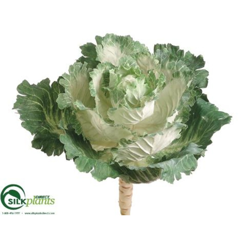 Ornamental Cabbage – Cream Green – Pack of 12
