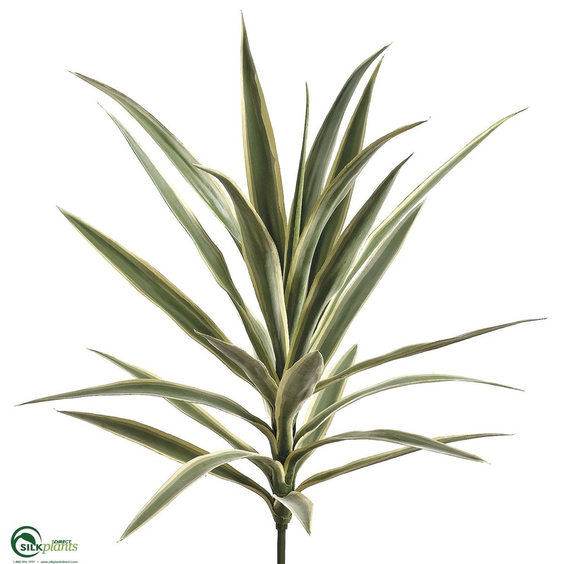 Yucca Plant – Variegated – Pack of 3