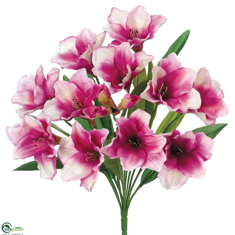 Amaryllis Bush – Lavender Cream – Pack of 12