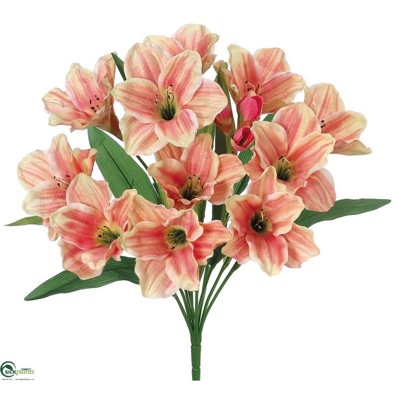 Amaryllis Bush – Peach Coral – Pack of 12
