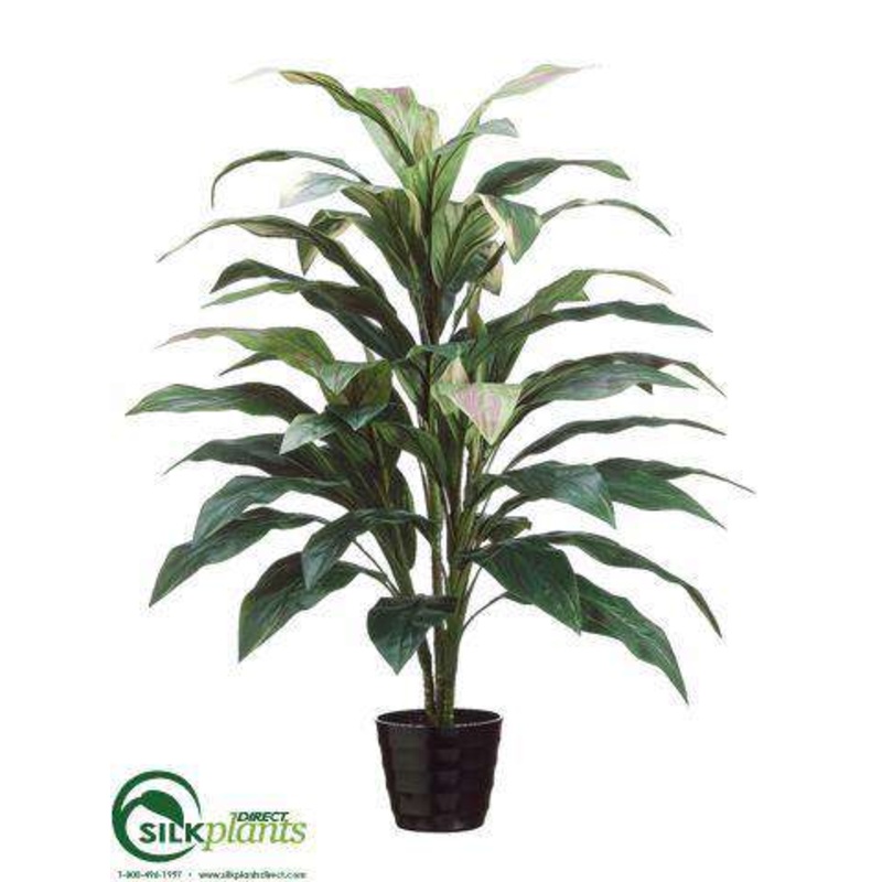 Cordyline Plant – Green Burgundy – Pack of 4