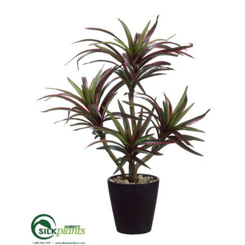 Dracaena Plant – Green Red – Pack of 6