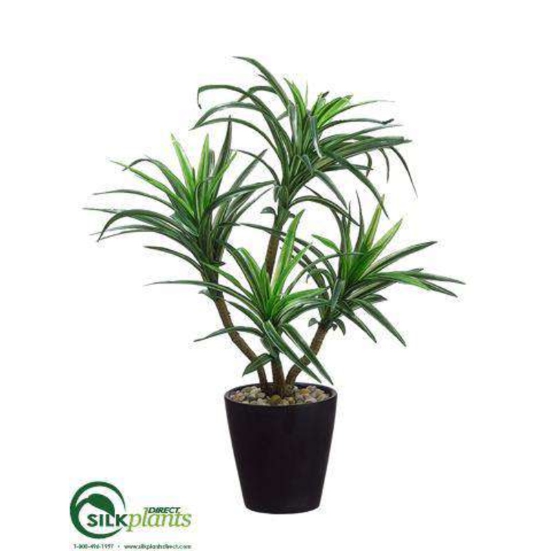 Dracaena Plant – Green Variegated – Pack of 6
