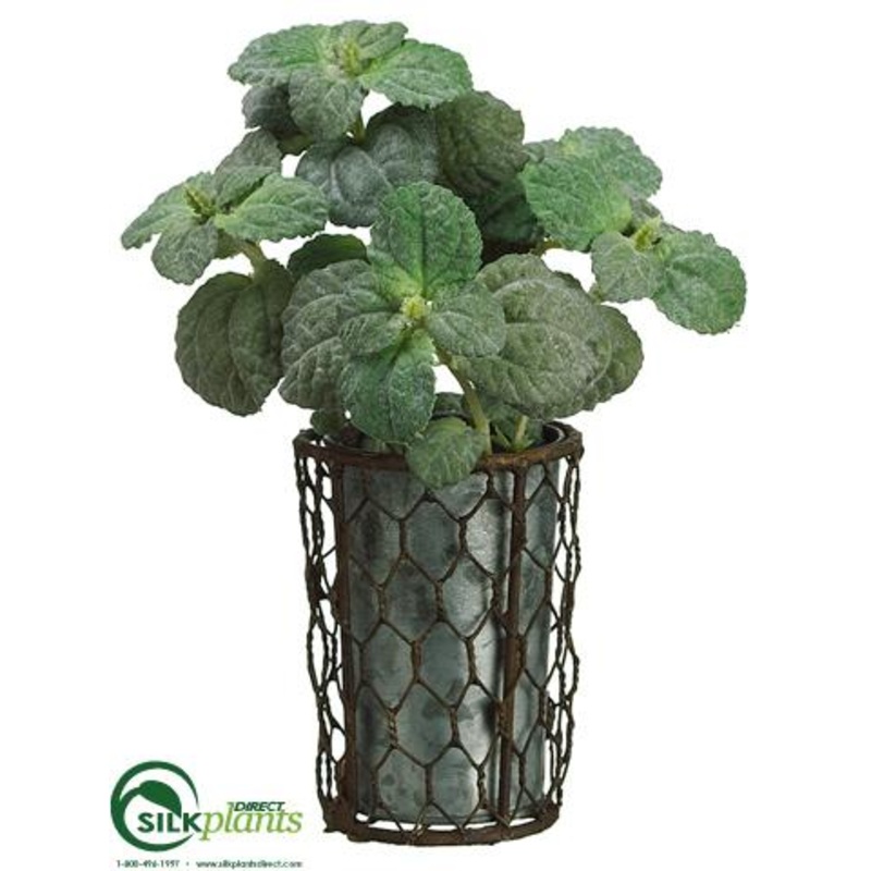 Mint – Green – Pack of 6