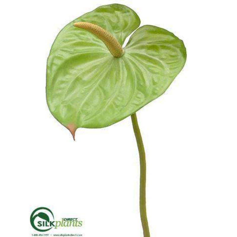 Anthurium Spray – Green – Pack of 24
