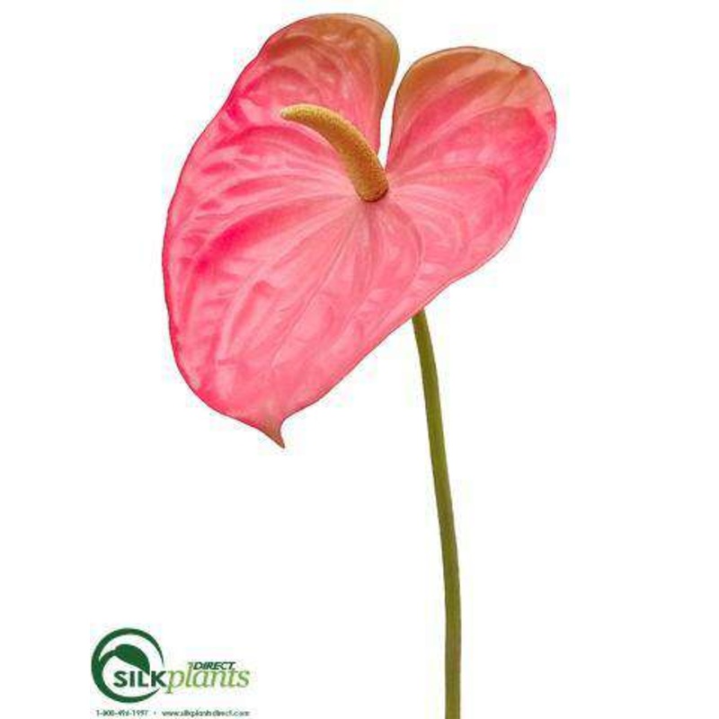 Anthurium Spray – Pink Green – Pack of 24