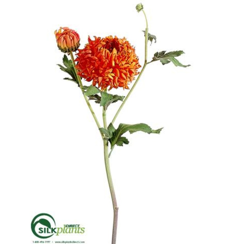 Aster Mum Spray – Flame Green – Pack of 12