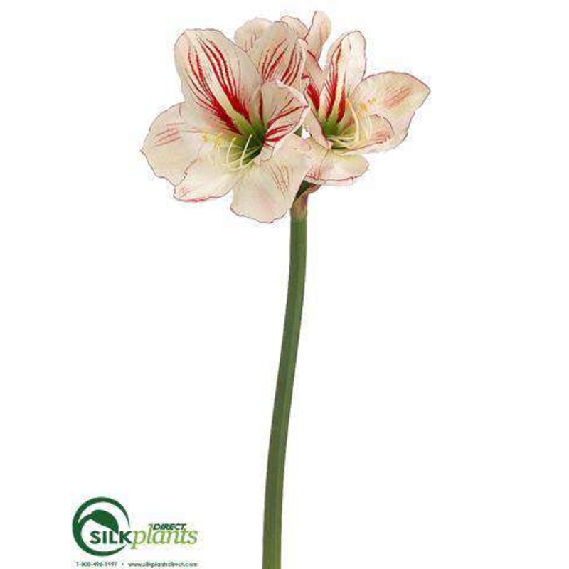 Amaryllis Spray – White Red – Pack of 12