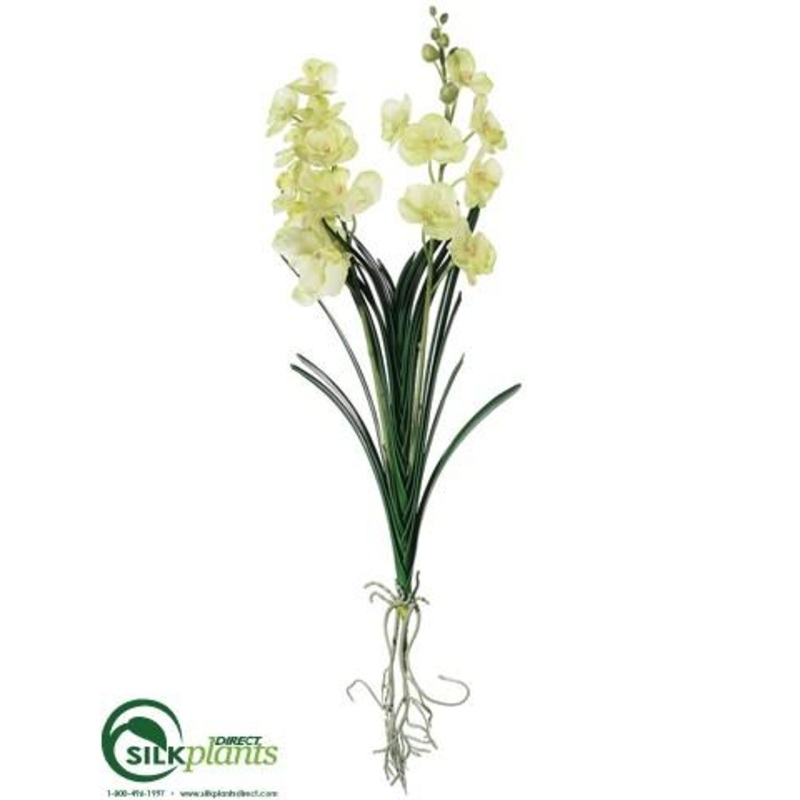 Vanda Orchid Plant – Green – Pack of 6