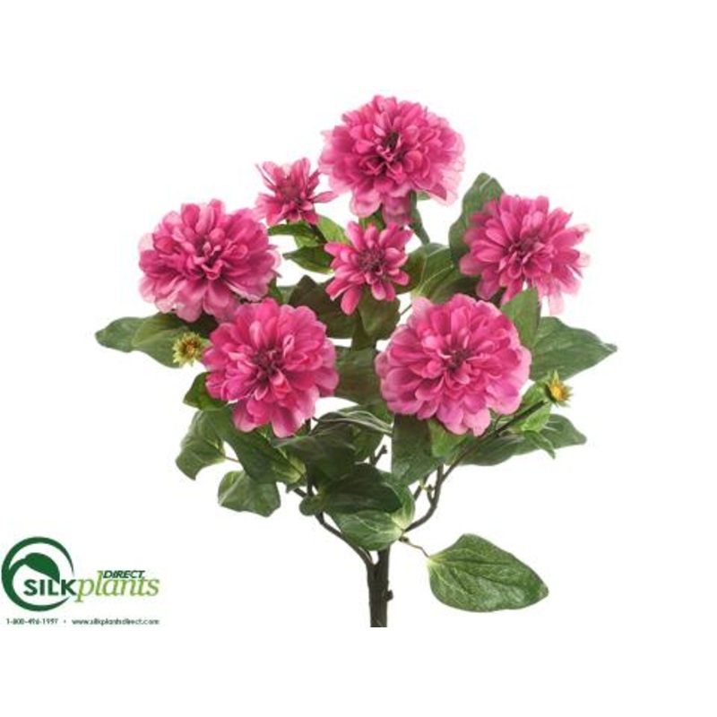 Zinnia Bush – Beauty Two Tone – Pack of 12