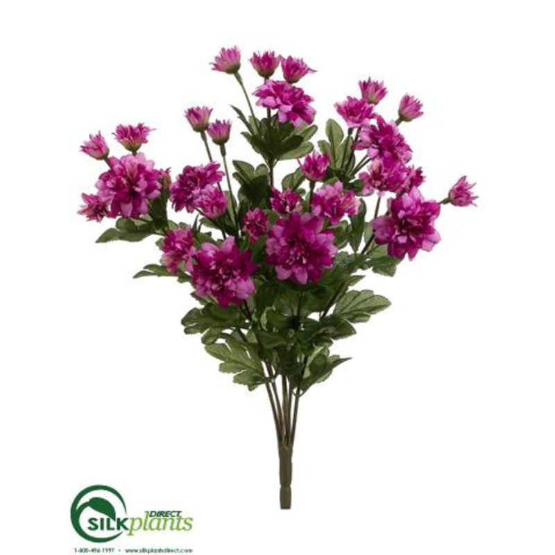 Zinnia Bush – Purple Fuchsia – Pack of 6