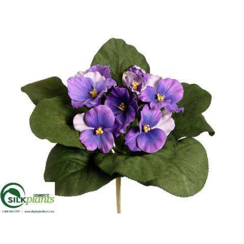 African Violet Bush – Lavender Two Tone – Pack of 12