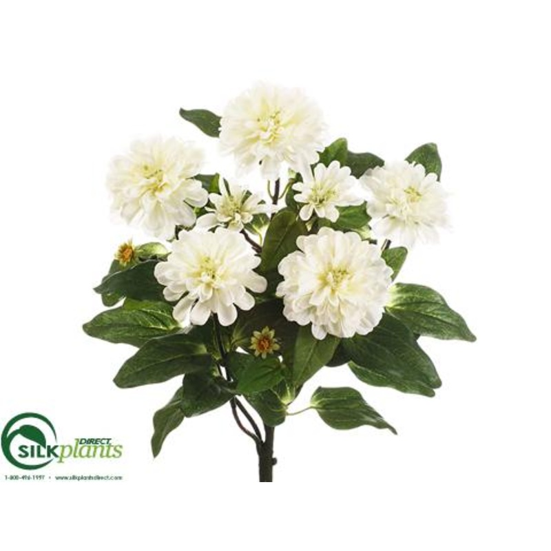 Zinnia Bush – Cream – Pack of 12