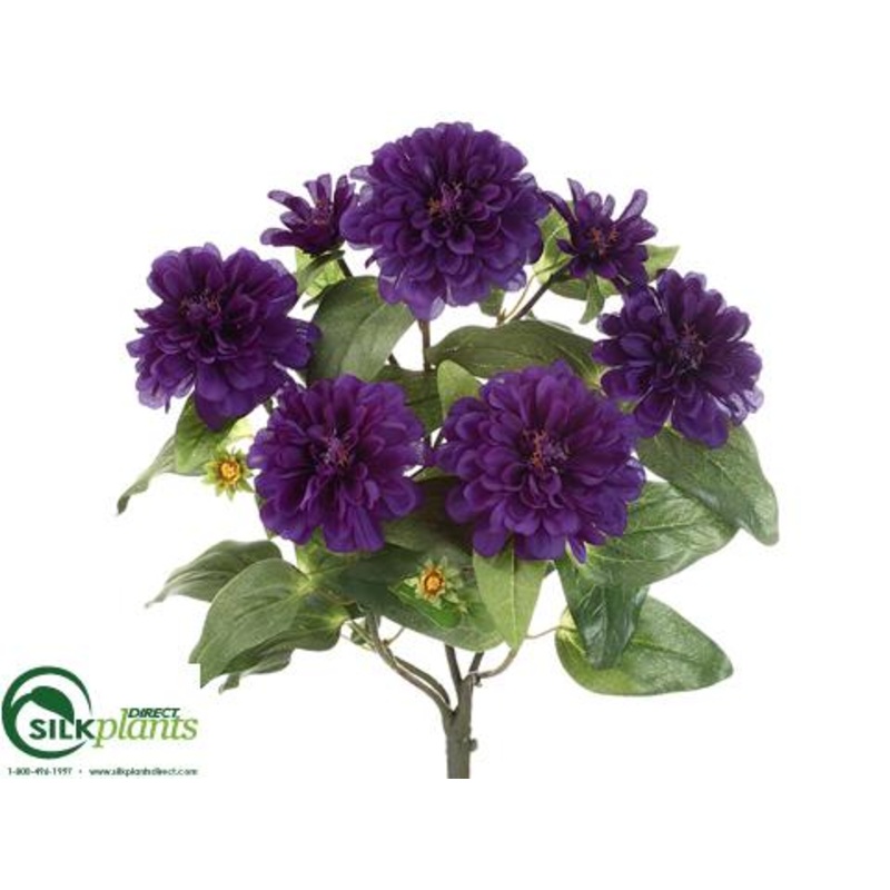 Zinnia Bush – Purple – Pack of 12