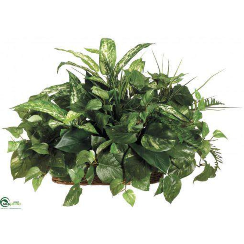 Aglaonema, Fern, Pothos – Green Two Tone – Pack of 4