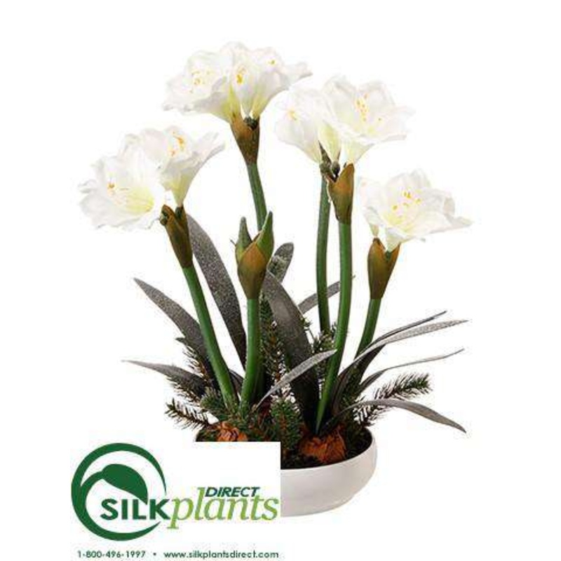 Amaryllis, Pine – White Snow – Pack of 2