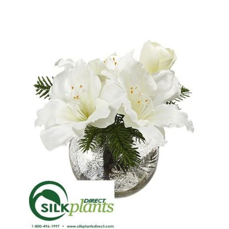 Amaryllis, Pine – White Snow – Pack of 4