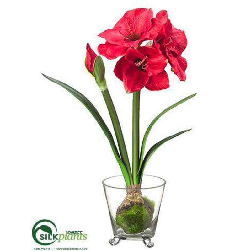 Amaryllis – Red – Pack of 2
