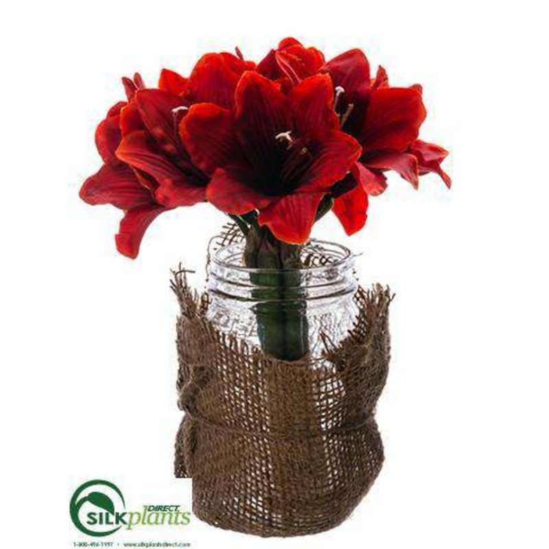 Amaryllis – Red – Pack of 6