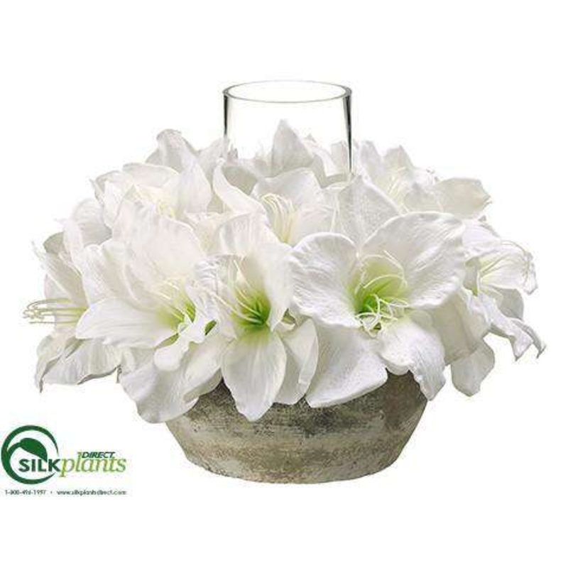 Amaryllis – White – Pack of 1