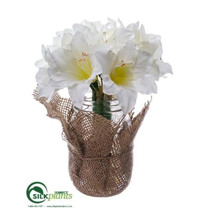 Amaryllis – White – Pack of 6