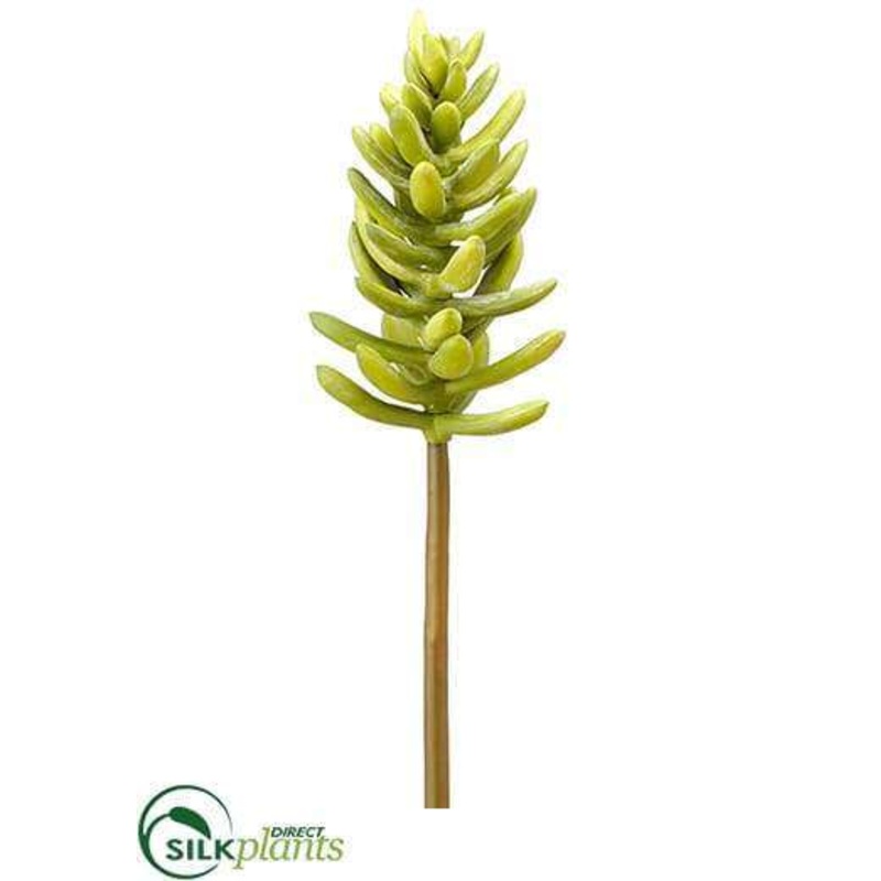 Aeonium Pick – Green Gray – Pack of 12