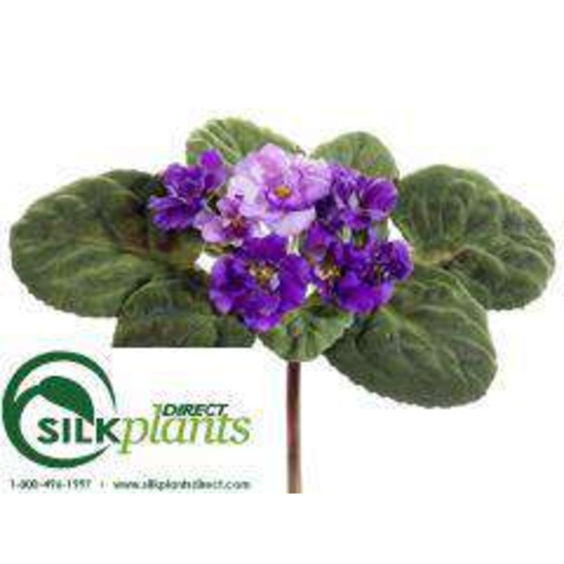 African Violet Bush – Purple – Pack of 6
