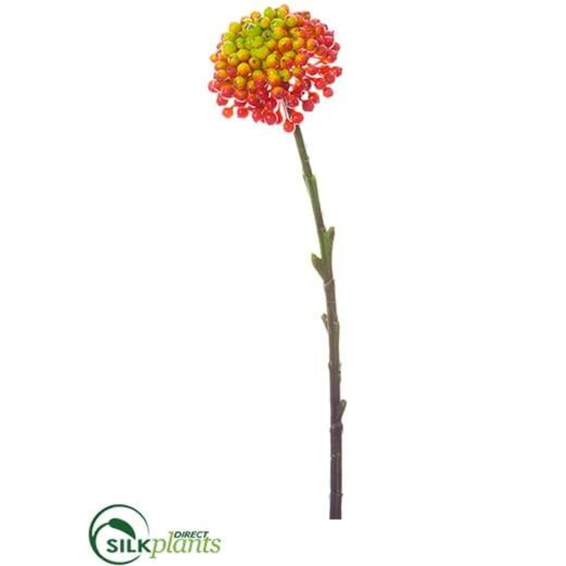 Allium Spray – Flame Yellow – Pack of 36