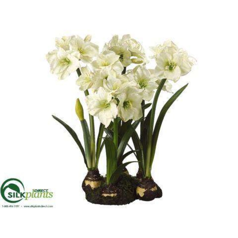 Amaryllis – Green – Pack of 1