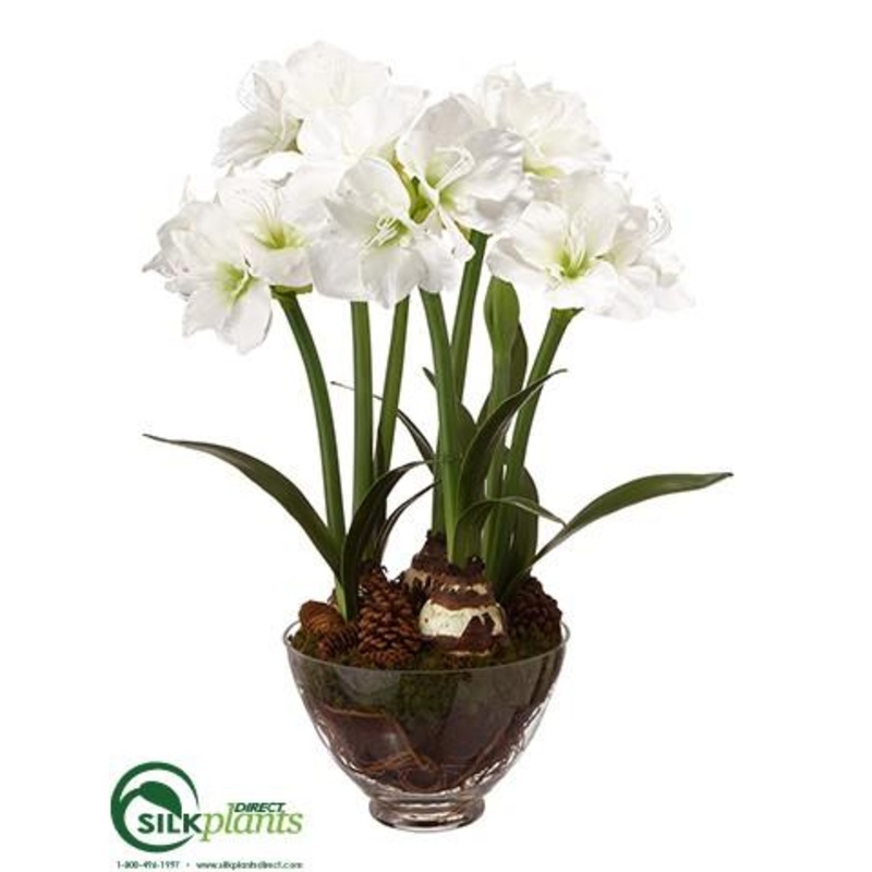 Amaryllis, Pine Cone Arrangement – White – Pack of 1