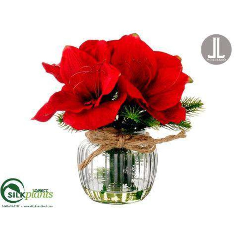 Amaryllis, Pine – Red Green – Pack of 4